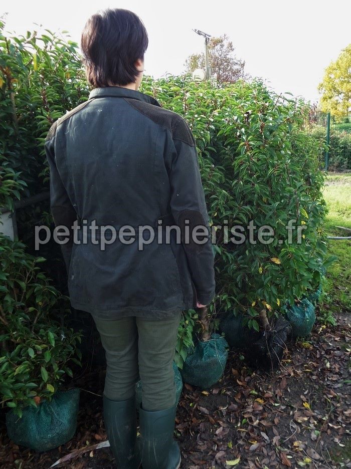 Laurier du portugal afin de créer une haie